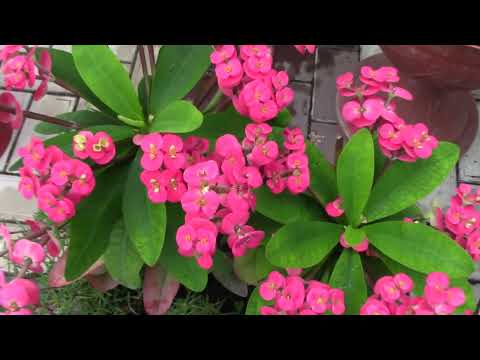 Видео: Виды и сорта молочая.