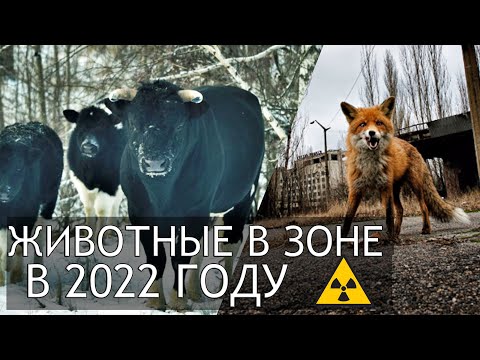 Видео: Чернобыль 2022 Какие животные есть в Зоне Отчуждения и заброшенном городе Припять