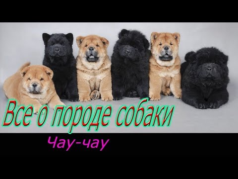 Видео: Чау чау о породе собаки! Полное описание породы