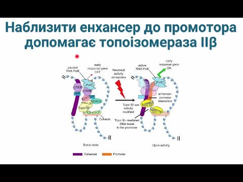 Видео: Транскрипція 2 частина