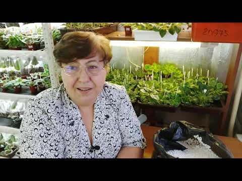 Видео: Оранжерея в квартире.Пенопласт как разрыхлитель для грунта