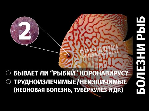 Видео: Болезни аквариумных рыб. Часть 2. Неизлечимые и передающиеся от рыб человеку болезни