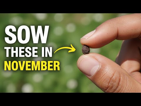 Видео: Вы должны посеять эти семена в ноябре