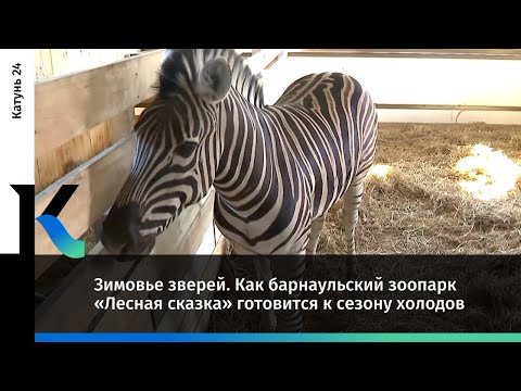 Видео: Зимовье зверей. Как барнаульский зоопарк «Лесная сказка» готовится к сезону холодов