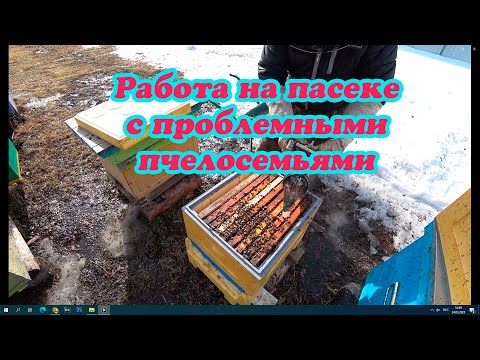 Видео: РАБОТА НА ПАСЕКЕ ВЕСНОЙ С ПРОБЛЕМНЫМИ ПЧЕЛОСЕМЬЯМИ, ОПОНОШЕННЫЕ, БЕЗМАТОЧНЫЕ И ГОЛОДНЫЕ