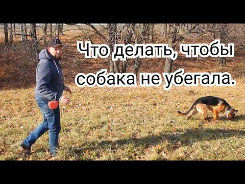 Видео: Как научить собаку, что бы она от нас не убегала