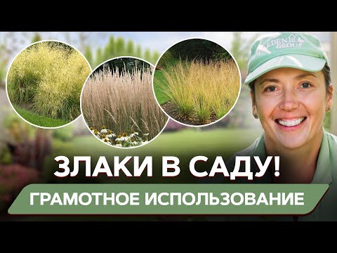 Видео: Как ВЫБРАТЬ ЗЛАКИ для участка? Мастер класс: ассортимент для ландшафта, композиции и уход за ними