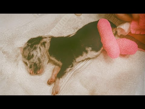 Видео: Она потеряла ноги из-за инфекции еще до того, как научилась ходить, но крохотное сердечко Этты