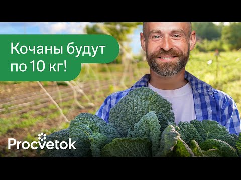 Видео: КАПУСТА ВЫРАСТЕТ ОГРОМНОЙ И БЕЗ ВРЕДИТЕЛЕЙ, если сделать 2 простых действия в июле! И обзор сортов