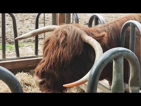 Видео: Зоопарк Білефельд || Bielefeld Zoo