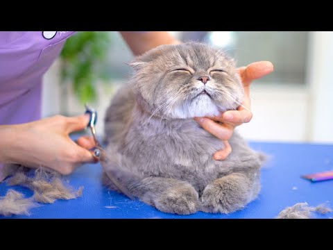Видео: Стример кошек снимает стресс во время работы!😻🛁✂️❤️