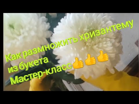 Видео: РАЗМНОЖИТЬ ХРИЗАНТЕМУ ИЗ БУКЕТА ЛЕГКО!!!  100 % результат