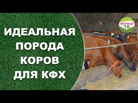 Видео: Идеальная порода коров для КФХ