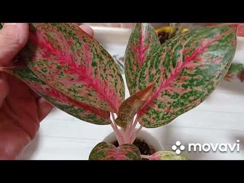 Видео: Комнатные цветы. Аглаонемы в мае, часть 2.