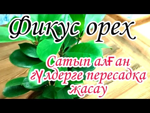 Видео: Фикус орех гүліне пересадка жасау. Сатып алған гүлге күтімі жасау. Гүлдер әлемі. Үй гүлдері