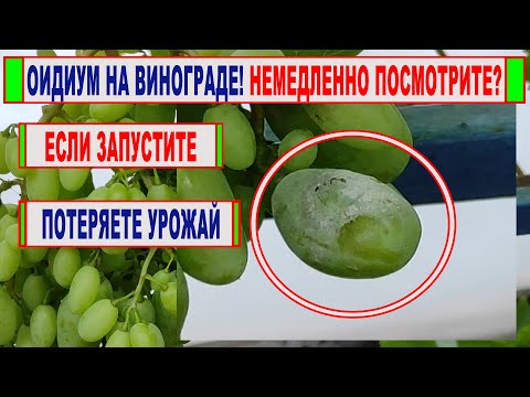 Видео: 🍇 В ПОЖАРНОМ ПОРЯДКЕ сделайте ЭТО на винограде! ВСПЫШКА ОИДИУМА! Как его определить и ЧТО ДЕЛАТЬ!