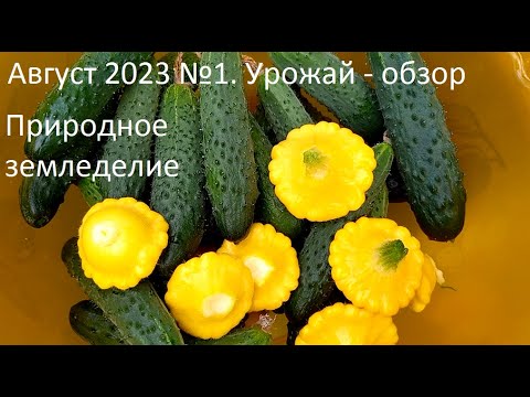 Видео: Август 2023 №1 Природное земледелие.