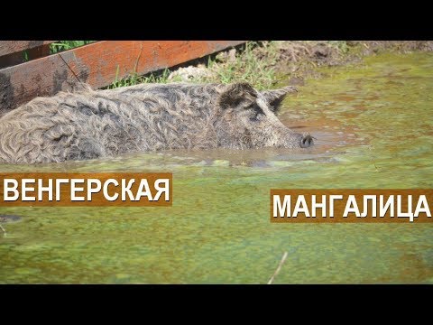 Видео: Свиньи породы венгерская мангалица в хозяйстве Синеморцо