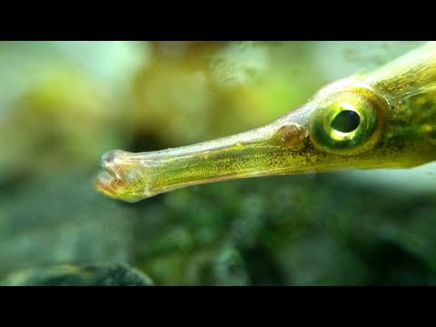 Видео: Рыба игла сложности в кормлении