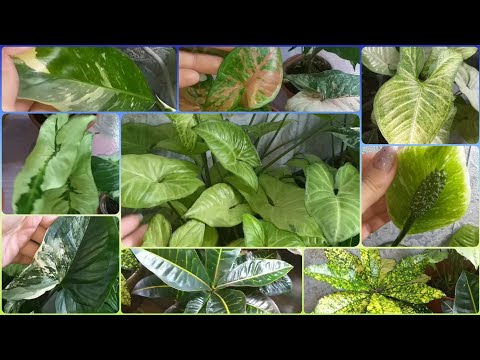 Видео: 3 часть🌱Сингониумы в июне🌷А так же Кротоны Петра, Экселент и Аукуболистный🌱Спатифиллум Домино🌷