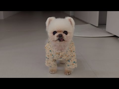 Видео: День щенка, который будит меня в 6 утра, чтобы покормить его (RuPong V-log)