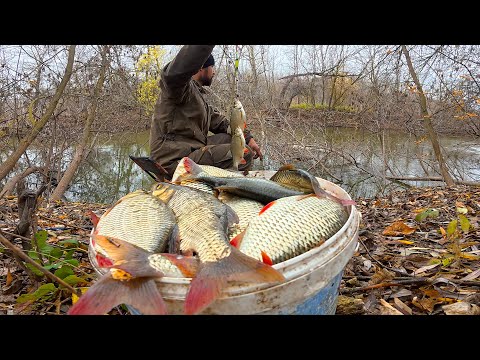 Видео: КОРЯЖНИК ЗАБИТ КРУПНОЙ КРАСНОПЁРКОЙ! РЫБАЛКА НА ПОПЛАВОК В НОЯБРЕ. Сумасшедший клёв в Астрахани