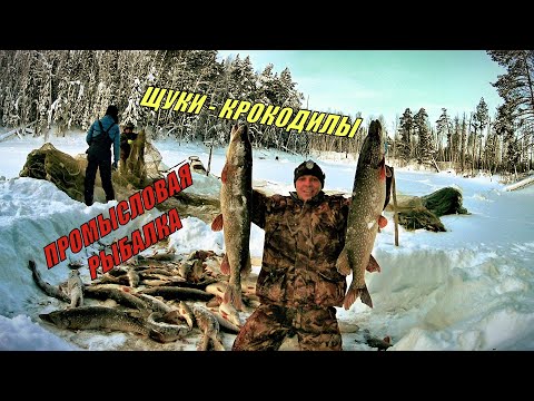 Видео: ПРОМЫСЛОВАЯ РЫБАЛКА НЕВОДОМ. ЩУКИ - КРОКОДИЛЫ.
