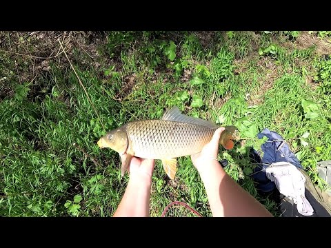 Видео: САЗАН НА ПЕРЛОВКУ .НА РЕКЕ СУРЕ 2021