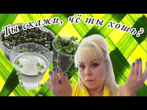 Видео: 🌱Черенкование крестовника Роули|Укоренение