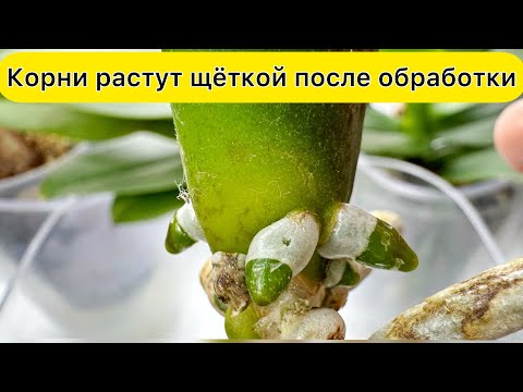 Видео: Быстро НАРАСТИТЬ КОРНИ орхидеи / Реанимация орхидеи без корней
