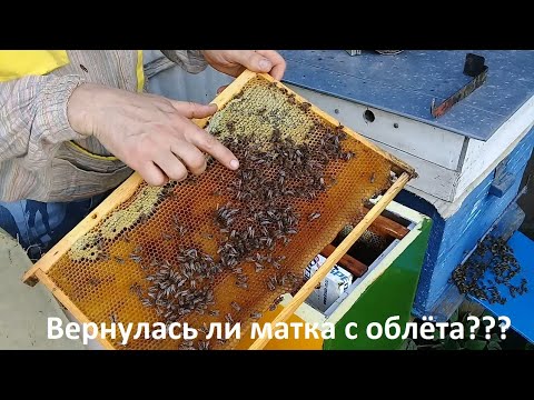 Видео: Вернулась ли матка с облета  признаки