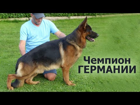 Видео: Чемпион  Германии НЕМЕЦКАЯ ОВЧАРКА DYK vom Holtkamper Hof