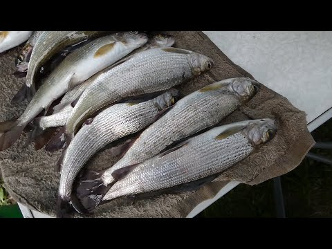 Видео: Хариус на "покатуху"| Томь| 24.08.2022