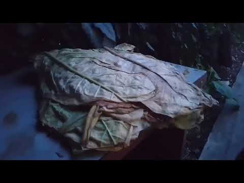 Видео: #4 Вижовчування тютюну. Сушка табаку. Сушка тютюну. Вирощування тютюну Герцеговина флор.