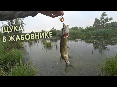Видео: ЩУКА ХВАТАЕТ ВСЁ ЧТО ПАДАЕТ!!!   Рыбалка в ЖАБОВНИКЕ на неогруженную резину. Щука на спиннинг
