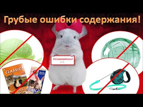 Видео: Грубые ошибки содержания ШИНШИЛЛ!#1