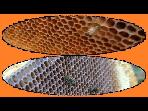 Видео: Соты в рамках можно осушать и так
