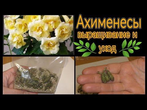 Видео: АХИМЕНЕСЫ. Пора сажать. Раскрываю секреты удачного выращивания 👌