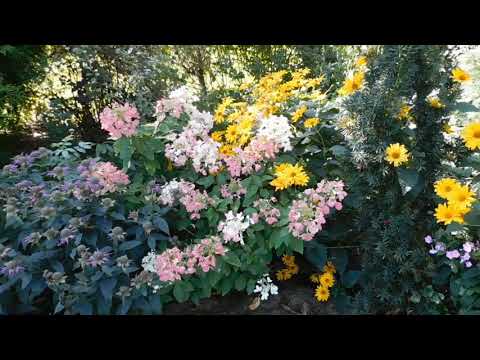Видео: Продолжаем путешествие по саду который вызывает восторг и восхищение. Коллекционный сад.