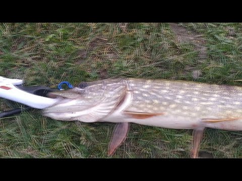 Видео: аттрактант бюджетный на хищника