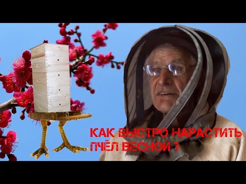 Видео: Как быстро нарастить пчел весной - ЭКО пчеловодство Миленина М. И.