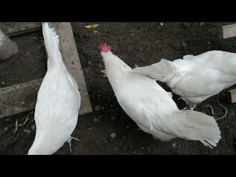 Видео: Куры Леггорн. Мифы и реальность