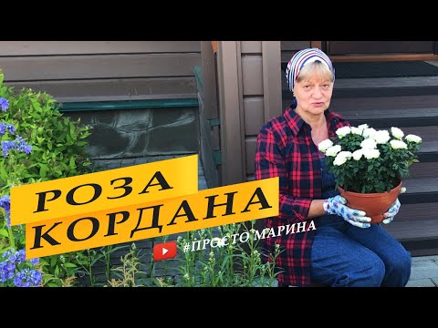 Видео: Роза Кордана пересадка в грунт. Уход, защита.