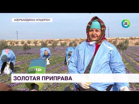 Видео: Золотая приправа: в Азербайджане собирают шафран