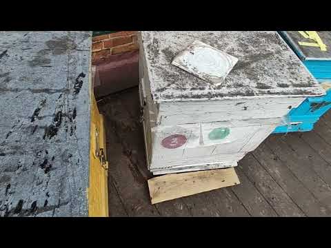Видео: 7 октября 2025г. Работа с пчелами в октябре. Беларусь. 