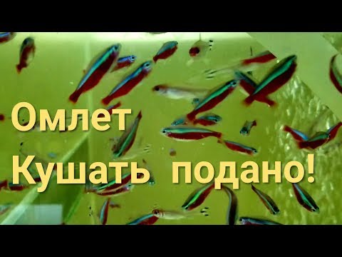 Видео: Чем кормить рыбок. Подготовка к нересту. Часть 1
