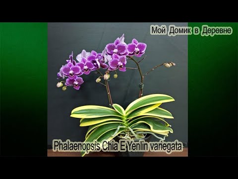 Видео: Вериегатные орхидеи / ИТОГИ РЕАНИМАЦИИ / КЛОШ или ТЕПЛИЧКА ИЗ ПАКЕТИКА