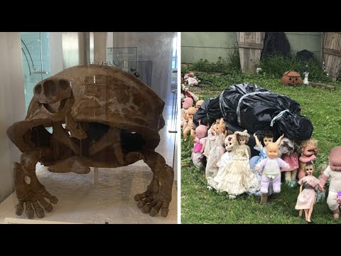 Видео: Фото, которые тебя удивят (Часть 1)