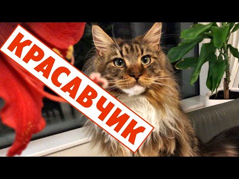 Видео: Котята мейн куны, Красота и Харизма. История 41