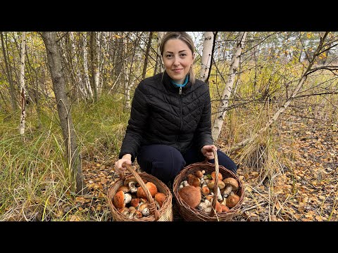 Видео: Грибной рай. Подосиновики везде. Грибы в октябре. 
